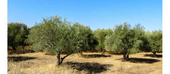 À la découverte de l'olivier